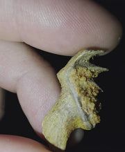 Load and play video in Gallery viewer, Australian LungFish Jaw Fossil Teeth Lightning Ridge
