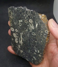 Load image into Gallery viewer, Zooplankton Opalised Fossil Slab Black Opal Potch No color Cluster Multiple Organisms 236g - Limanty
