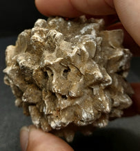 Load image into Gallery viewer, Whitw Cliff Pineapple Opal Potch Fossil no Color Ultra rare - Limanty
