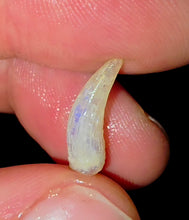 Load image into Gallery viewer, Opalised Australian Plesiosaur Fossil Tooth Coober Pedy
