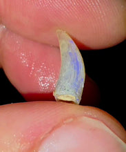 Load image into Gallery viewer, Opalised Australian Plesiosaur Fossil Tooth Coober Pedy
