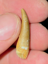 Load image into Gallery viewer, Australian Plesiosaur Fossil Tooth Coober Pedy
