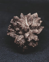 Load image into Gallery viewer, Whitw Cliff Pineapple Opal Potch Fossil no Color Ultra rare
