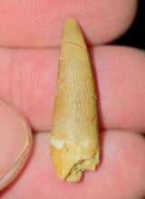 Load image into Gallery viewer, Australian Plesiosaur Fossil Tooth Coober Pedy
