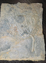 Load image into Gallery viewer, Crinoid &amp; Ammonite Fossil cluster
