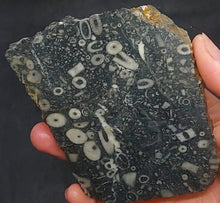 Load image into Gallery viewer, Zooplankton Opalised Fossil Slab Black Opal Potch No color Cluster Multiple Organisms 236g - Limanty

