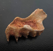 Load image into Gallery viewer, Australian LungFish Jaw Fossil Teeth Lightning Ridge - Limanty
