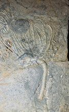 Load image into Gallery viewer, Crinoid &amp; Ammonite Fossil cluster
