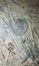 Load image into Gallery viewer, Crinoid &amp; Ammonite Fossil cluster
