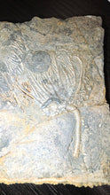 Load image into Gallery viewer, Crinoid &amp; Ammonite Fossil cluster
