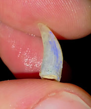 Load image into Gallery viewer, Opalised Australian Plesiosaur Fossil Tooth Coober Pedy
