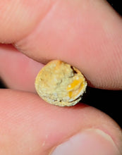 Load image into Gallery viewer, Australian Plesiosaur Fossil Tooth Coober Pedy
