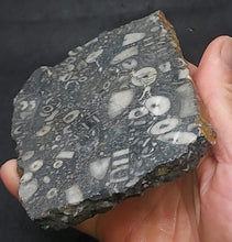 Load image into Gallery viewer, Zooplankton Opalised Fossil Slab Black Opal Potch No color Cluster Multiple Organisms 236g - Limanty
