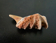 Load image into Gallery viewer, Australian LungFish Jaw Fossil Teeth Lightning Ridge - Limanty
