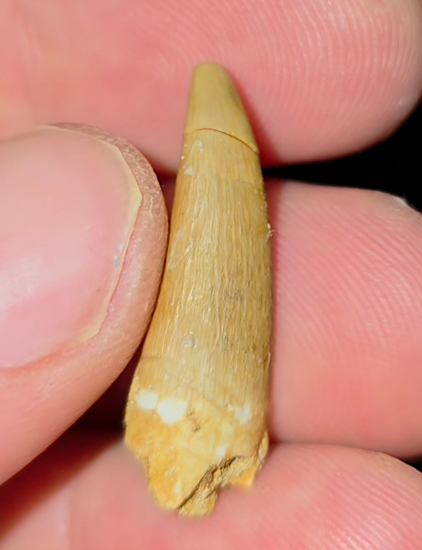 Australian Plesiosaur Fossil Tooth Coober Pedy