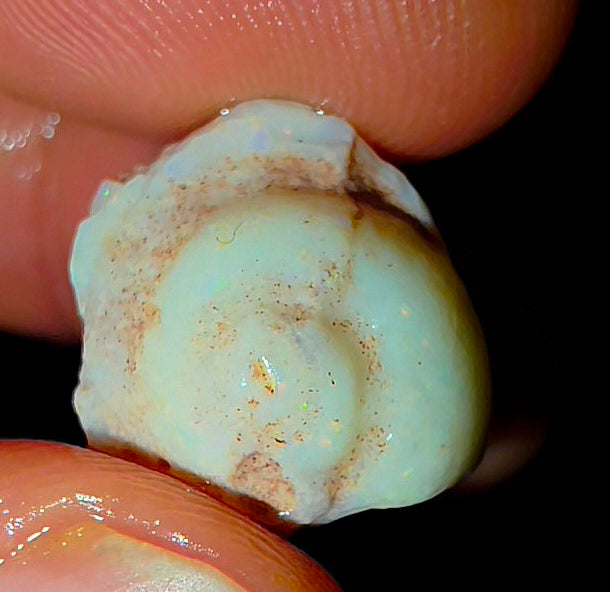 Opalised Saltwater Sea Snail Fossil Opal 11.77ct Shellfish Gastropoda 100%Natural