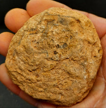 Load image into Gallery viewer, Robert 4x Yowah Nuts Boulder Opals - Limanty

