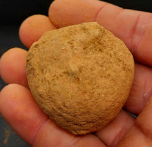 Load image into Gallery viewer, Robert 4x Yowah Nuts Boulder Opals - Limanty
