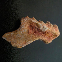 Load image into Gallery viewer, Australian LungFish Jaw Fossil Teeth Lightning Ridge - Limanty
