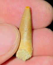 Load image into Gallery viewer, Australian Plesiosaur Fossil Tooth Coober Pedy
