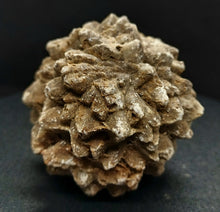 Load image into Gallery viewer, Whitw Cliff Pineapple Opal Potch Fossil no Color Ultra rare - Limanty
