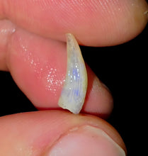 Load image into Gallery viewer, Opalised Australian Plesiosaur Fossil Tooth Coober Pedy
