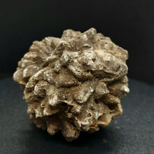 Load image into Gallery viewer, Whitw Cliff Pineapple Opal Potch Fossil no Color Ultra rare - Limanty
