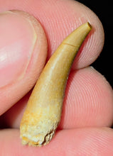 Load image into Gallery viewer, Australian Plesiosaur Fossil Tooth Coober Pedy
