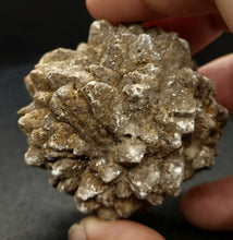 Load image into Gallery viewer, Whitw Cliff Pineapple Opal Potch Fossil no Color Ultra rare - Limanty
