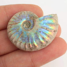 Load image into Gallery viewer, Rare Ammonite White Opalized - Limanty
