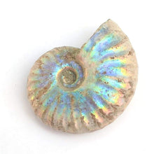 Load image into Gallery viewer, Rare Ammonite White Opalized - Limanty
