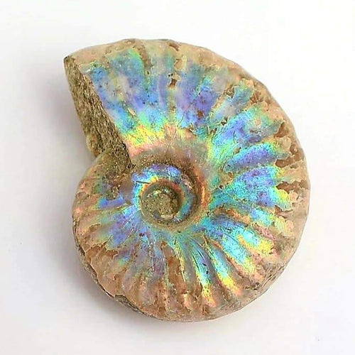 Rare Ammonite White Opalized - Limanty