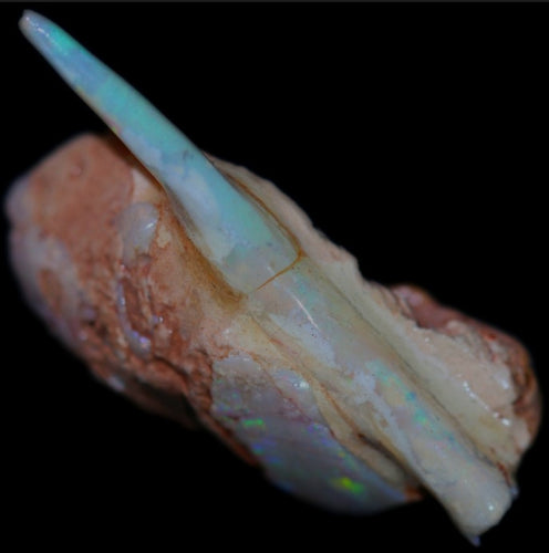 Opalised Belemnite with Clam - Limanty