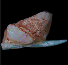 Load image into Gallery viewer, Opalised Belemnite with Clam - Limanty
