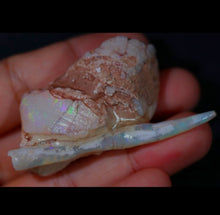 Load image into Gallery viewer, Opalised Belemnite with Clam - Limanty
