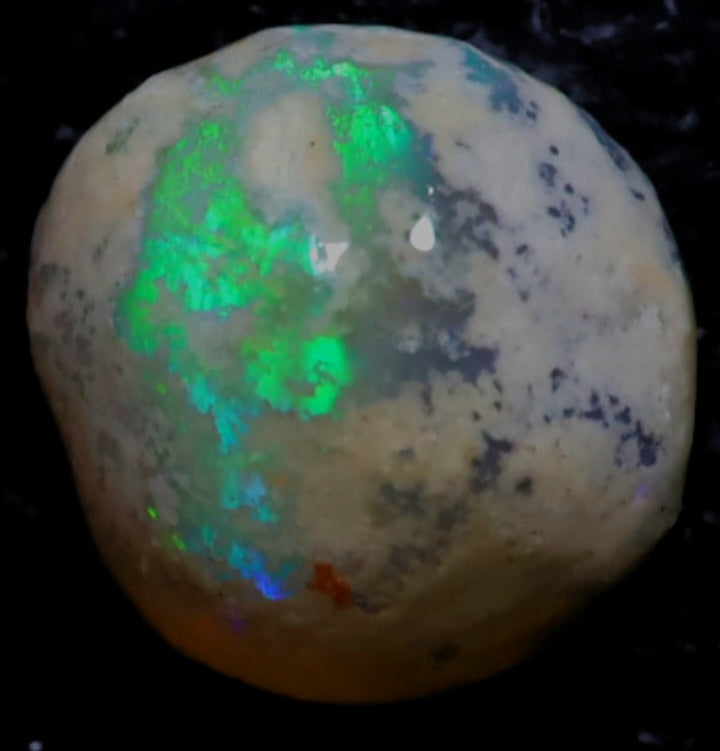 Opalised Yabby Button Fossil – Limanty