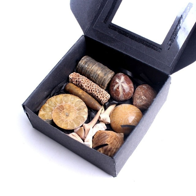 Elegant Mystery Box Set of Fossils and Seafish Shark Teeth - Limanty